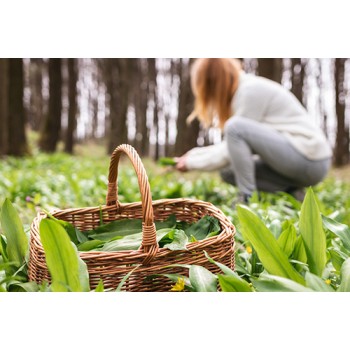Atelier cueillette et conférence du 15/11/2025