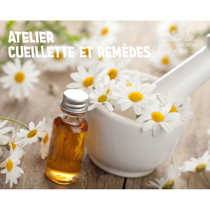 Atelier de cueillette et apprentissage des plantes médicinales