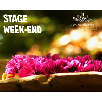 stages week-end cueillette plantes sauvage