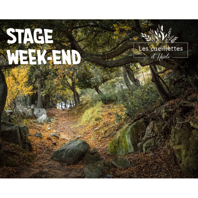 stages week-end cueillette plantes sauvage