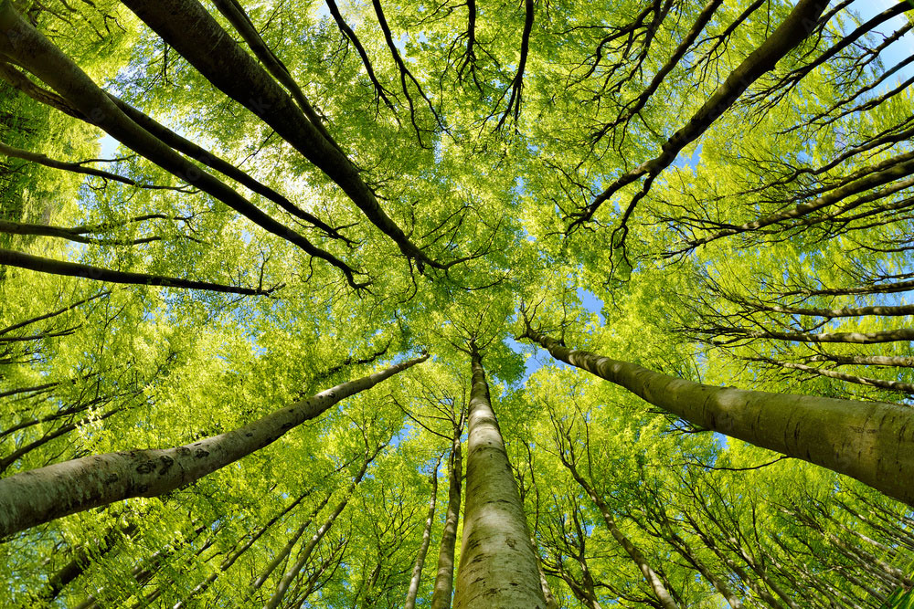 Qu'est-ce qu'un bain de forêt ? 